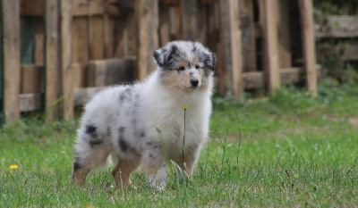 Togo's Daughter Blue de La Déesse des Moissons