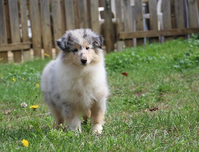 Togo's Daughter Blue de La Déesse des Moissons