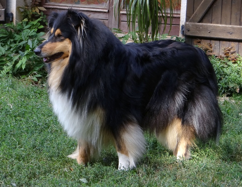 Flûte de champagne black de la Déesse des Moissons