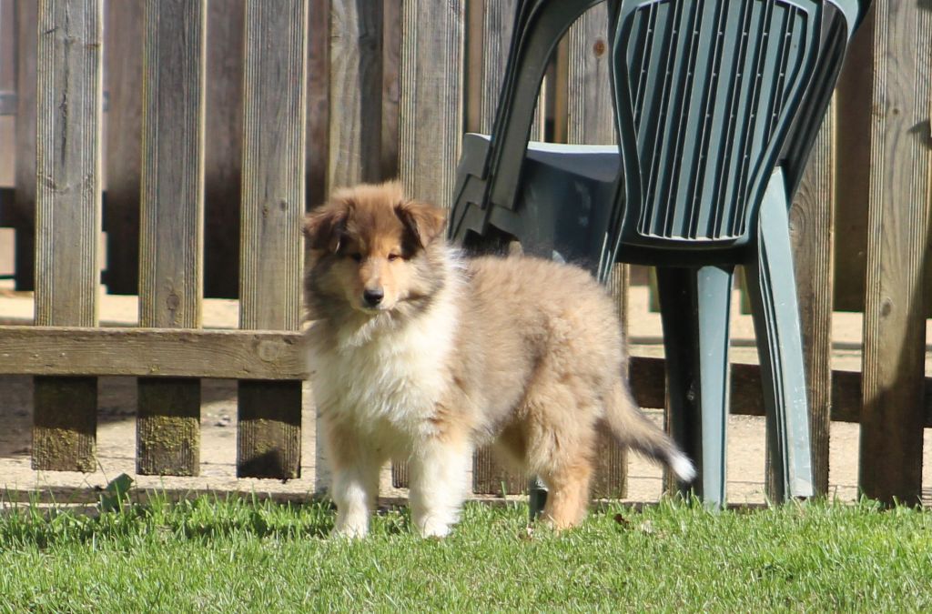 de la Déesse des Moissons - Chiots disponibles - Colley à poil long