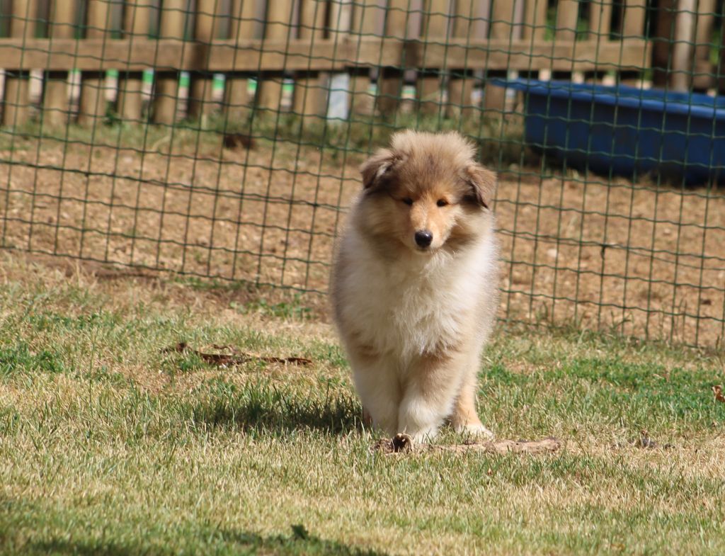 de la Déesse des Moissons - Chiots disponibles - Colley à poil long