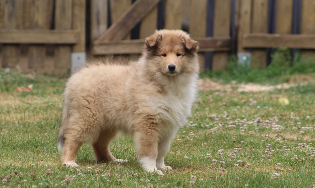 de la Déesse des Moissons - Chiots disponibles - Colley à poil long
