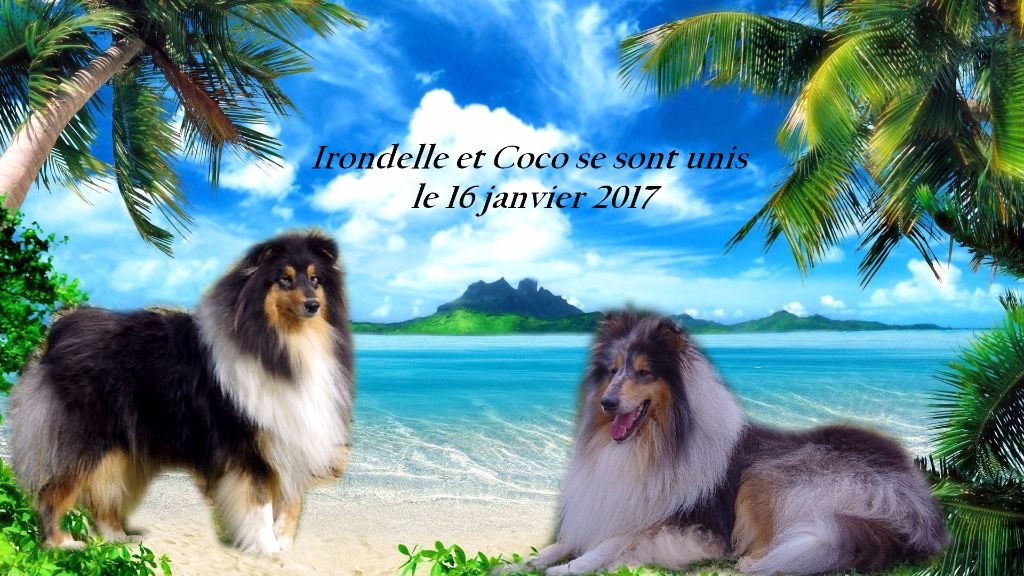 de la Déesse des Moissons - Colley à poil long - Portée née le 16/03/2017