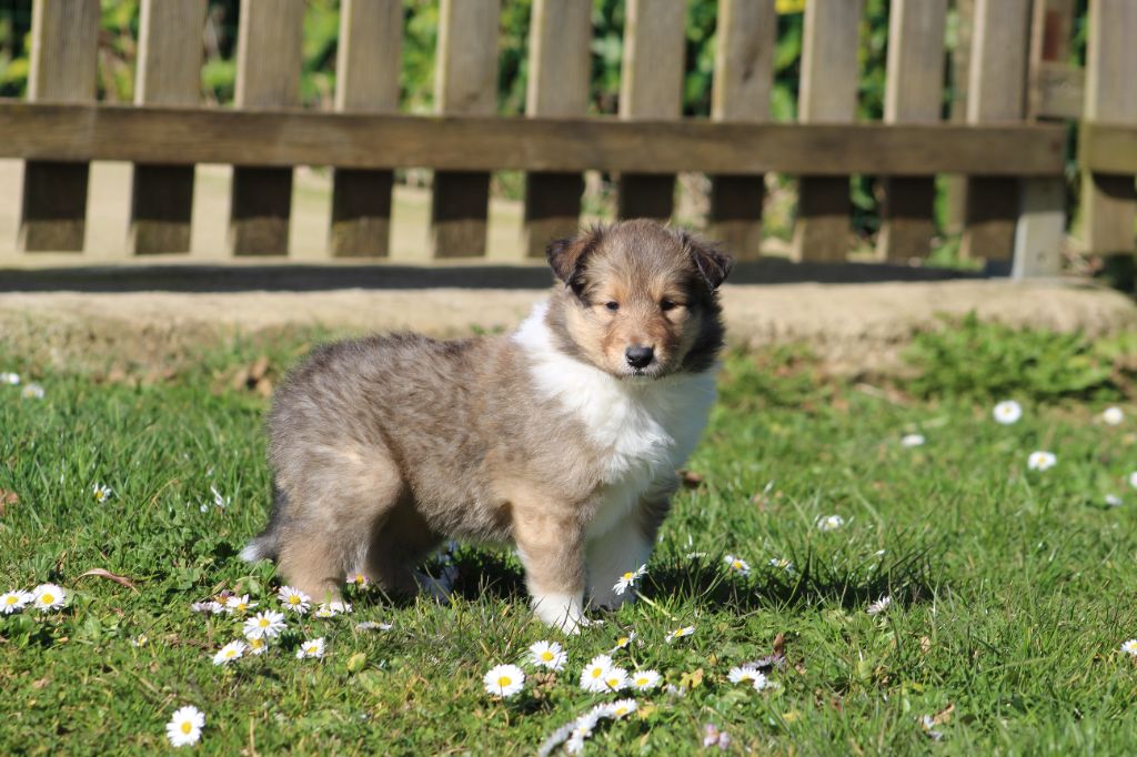 de la Déesse des Moissons - Chiots disponibles - Colley à poil long