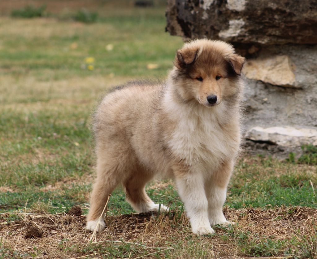 de la Déesse des Moissons - Chiots disponibles - Colley à poil long