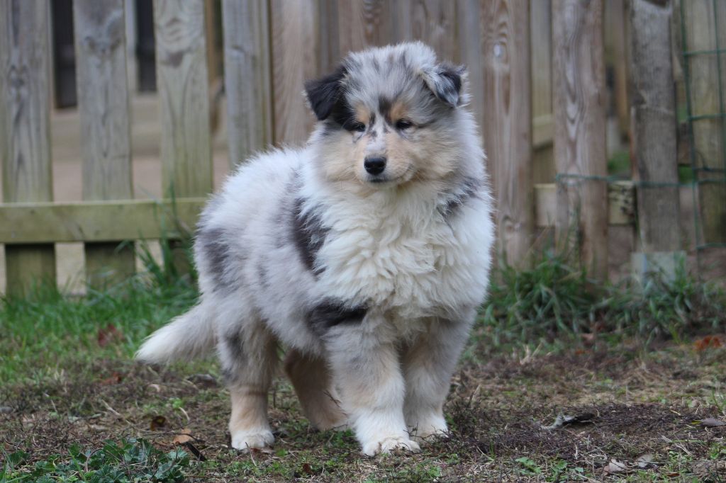 de la Déesse des Moissons - Colley à poil long - Portée née le 13/09/2018