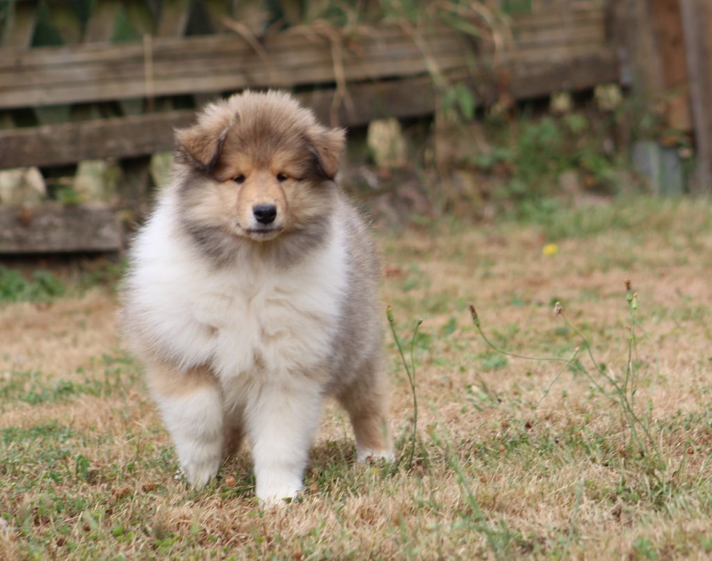 de la Déesse des Moissons - Colley à poil long - Portée née le 13/06/2022