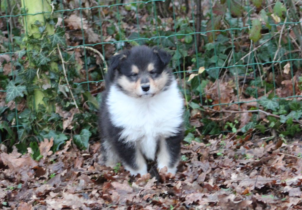 de la Déesse des Moissons - Colley à poil long - Portée née le 10/12/2021